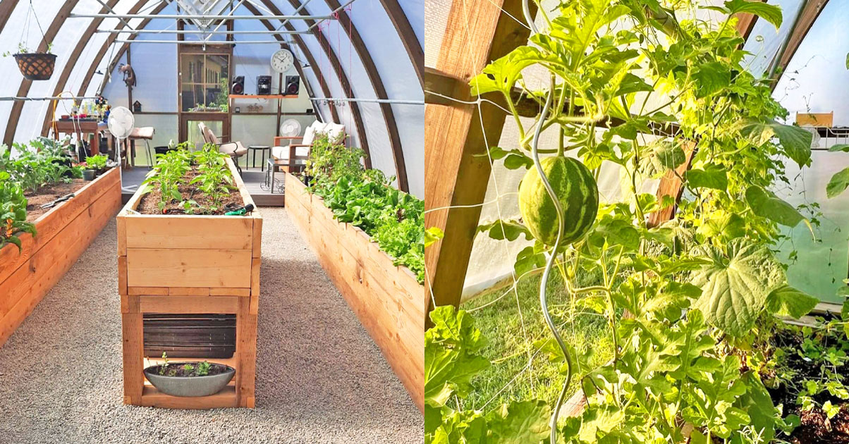 Fresh-produce-grown-in-an-argenta-greenhouse Beautiful produce being grown in a sustainably built Argenta Greenhouse
