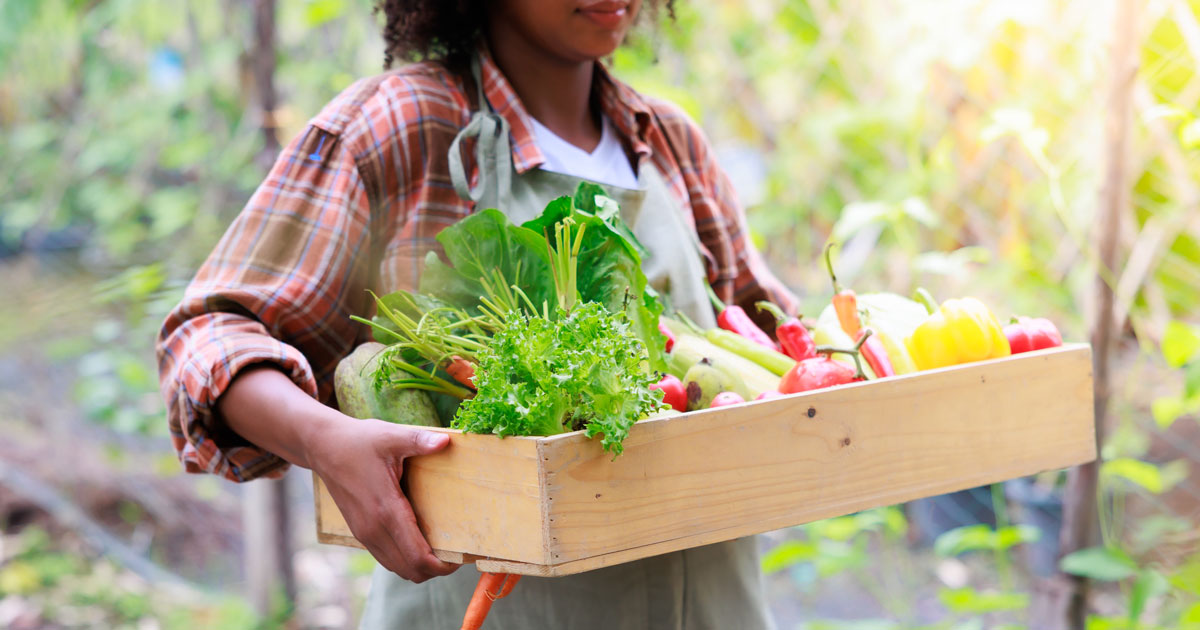 Grow-Green-in-Nelson-This-Earth-Day--5-Eco-Friendly-Greenhouse-Tips-from-Argenta-Greenhouse-Company A person holding a wooden box of fresh food grown in a sustainably built Argenta Greenhouse